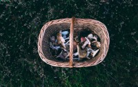 Forage