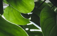 Indoor Plant Design