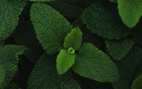 Intro Herb