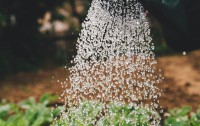 Intro Sustainable Garden