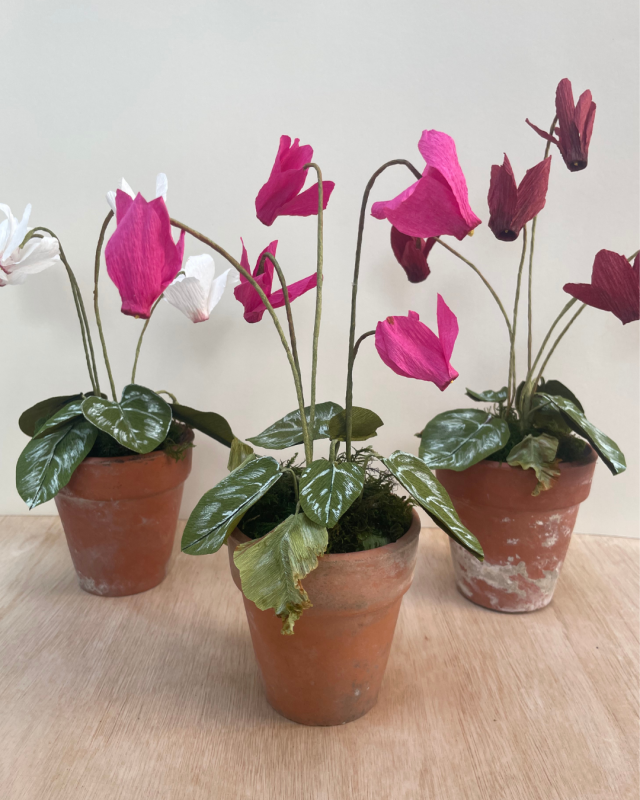 JCobb Cyclamen