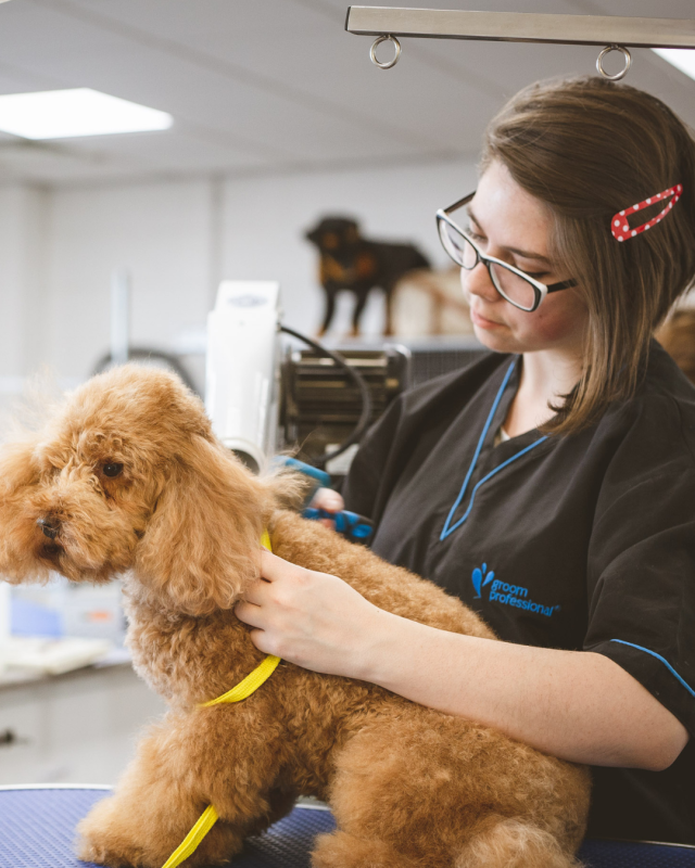 Principles of Dog Grooming L1 Instagram Post 45 1