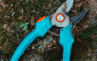Pruning