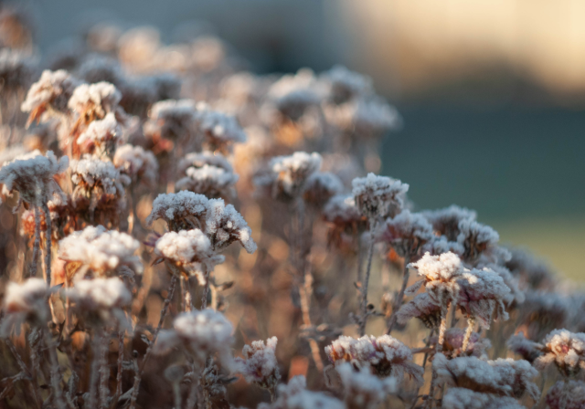 Winter Garden Workshop OGB 2