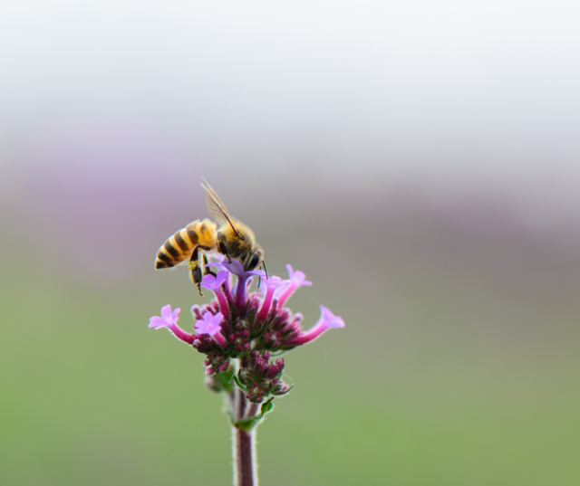 beekeeping taster day One Garden Brighton