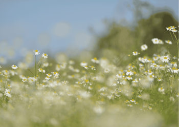 herbal plants one garden brighton
