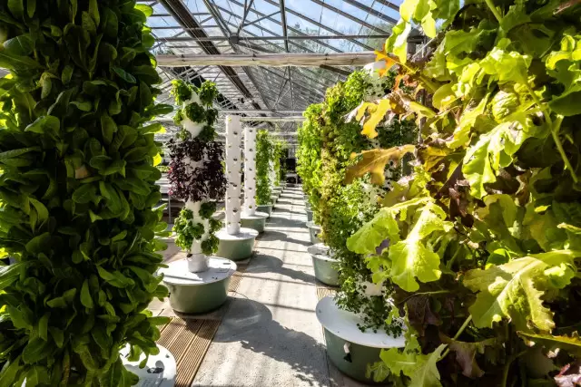 hydroponics