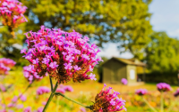 Biodynamic One Garden Brighton