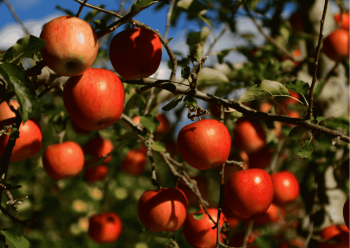 growing fruit one garden brighton