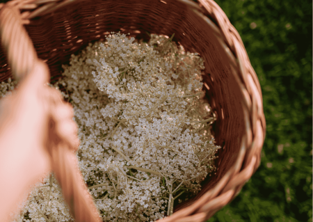 harvesting herbal medicine one garden brighton