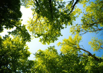 treefestival OGB 1