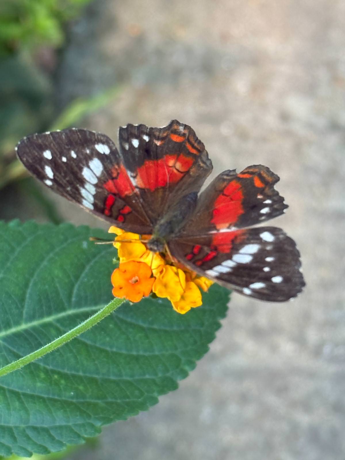 WhatsApp Image 2026 04 02 at 13.58.07 3