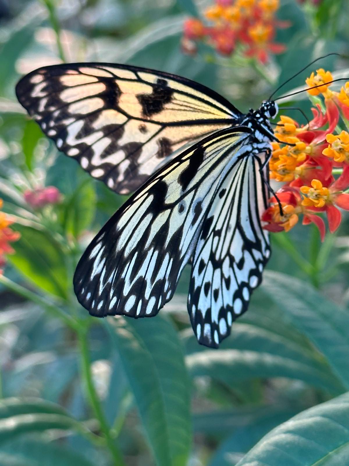 WhatsApp Image 2026 04 02 at 13.58.08 12