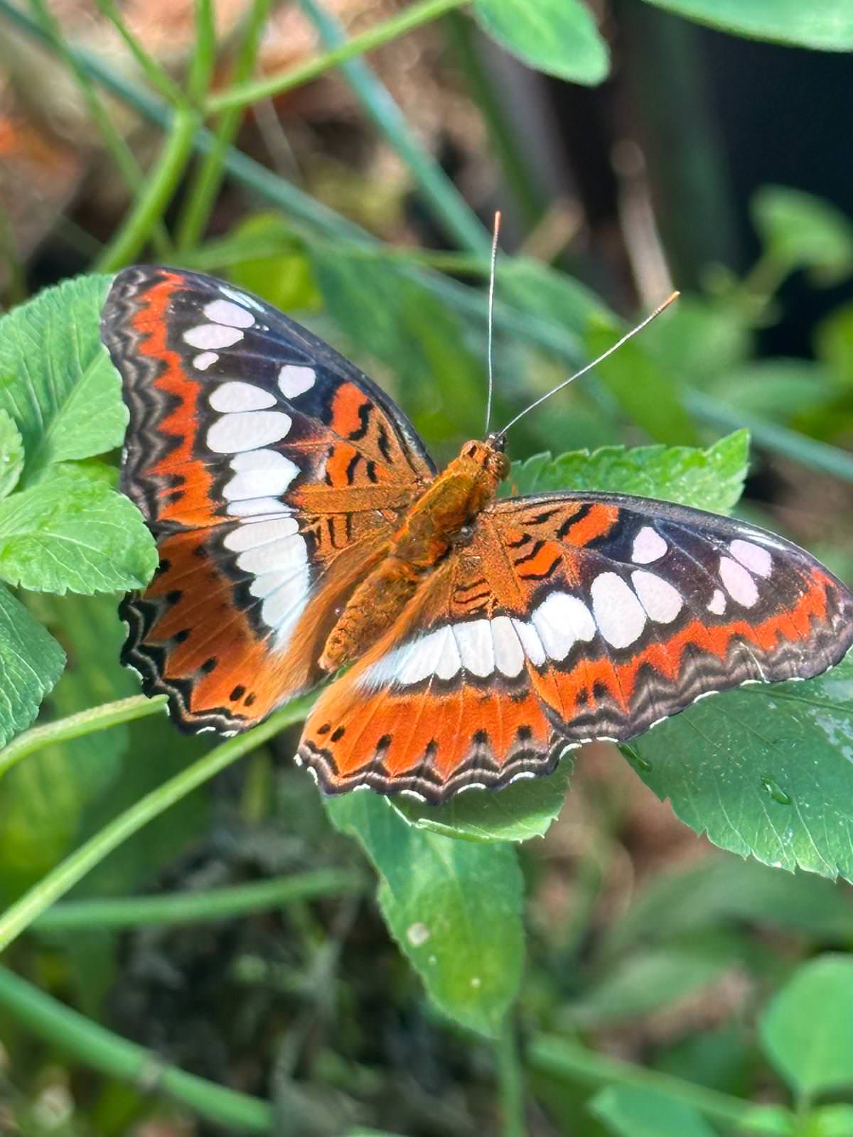 WhatsApp Image 2026 04 02 at 13.58.08 3