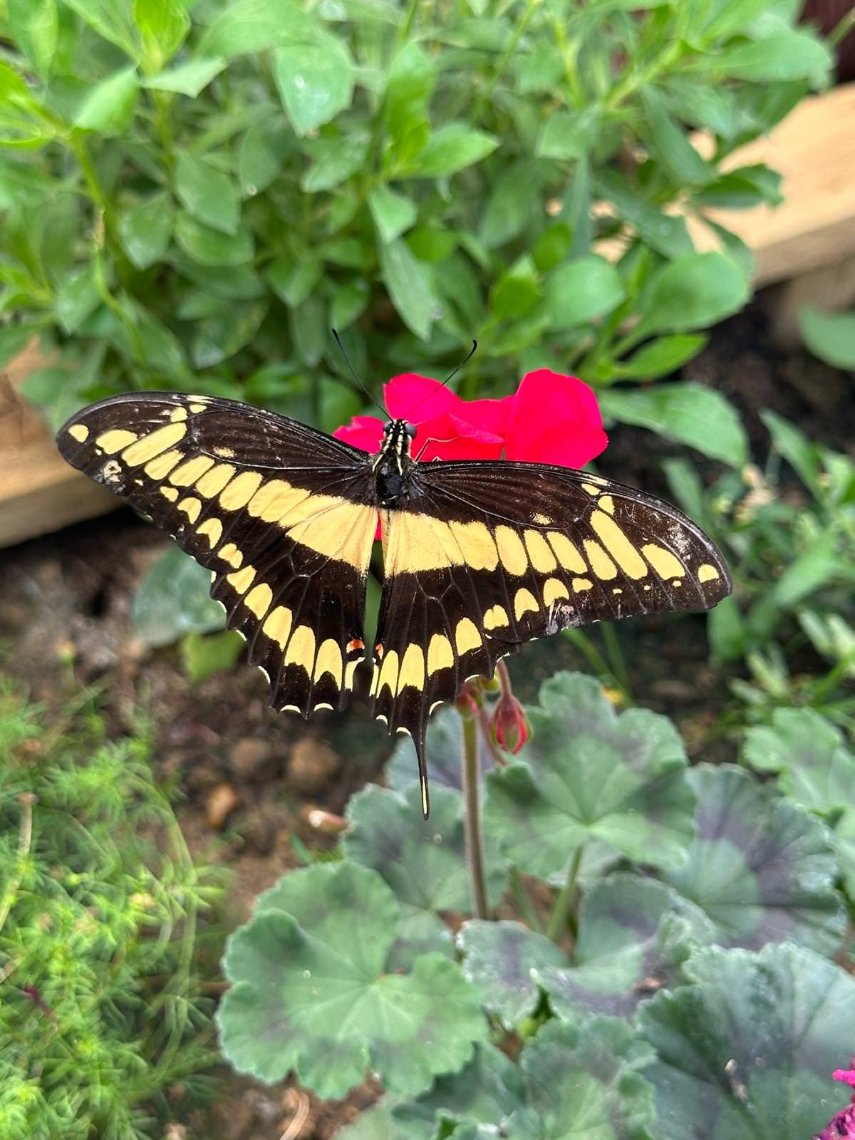 WhatsApp Image 2026 04 02 at 13.58.08 4