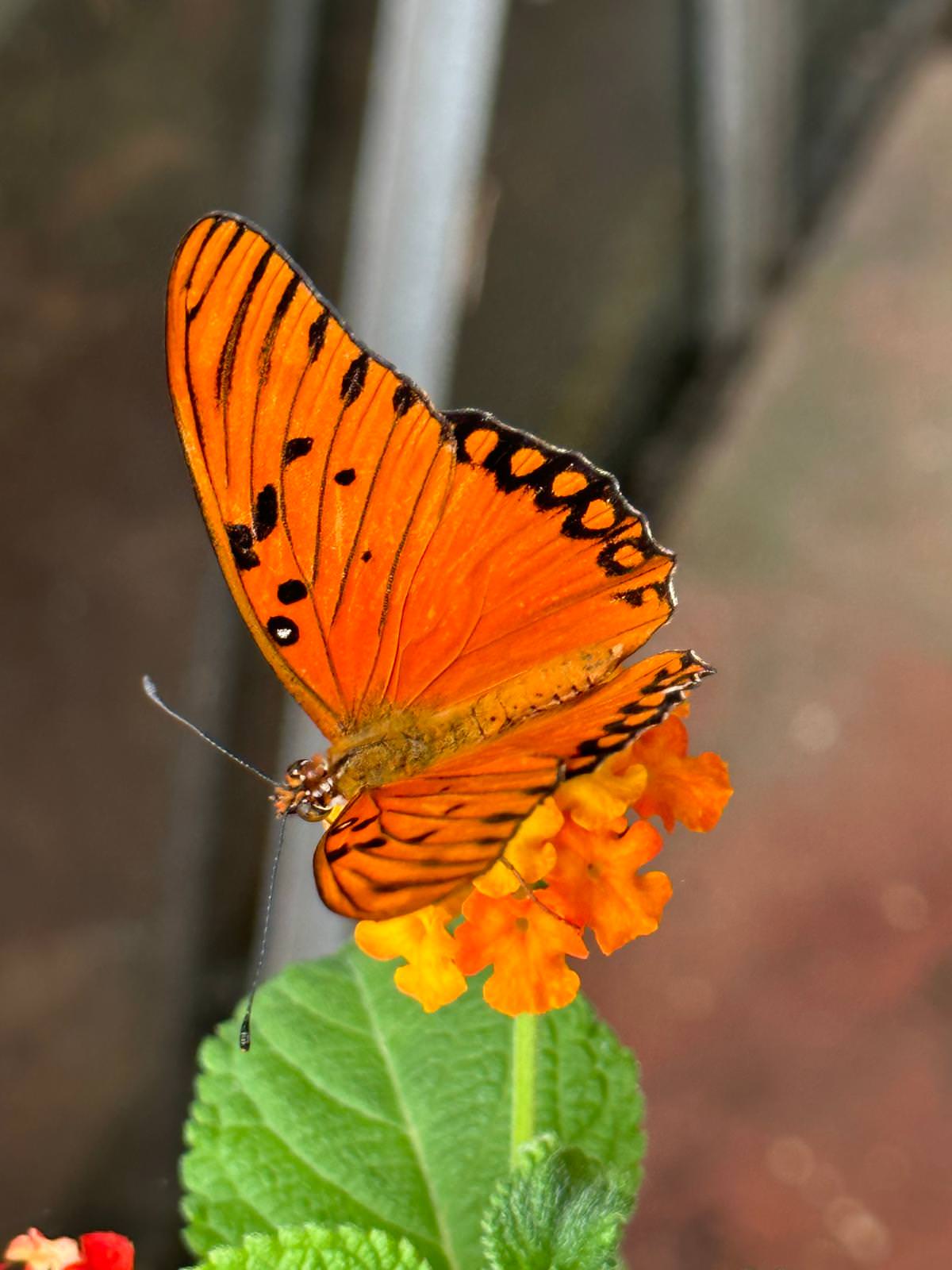 WhatsApp Image 2026 04 02 at 13.58.08 8