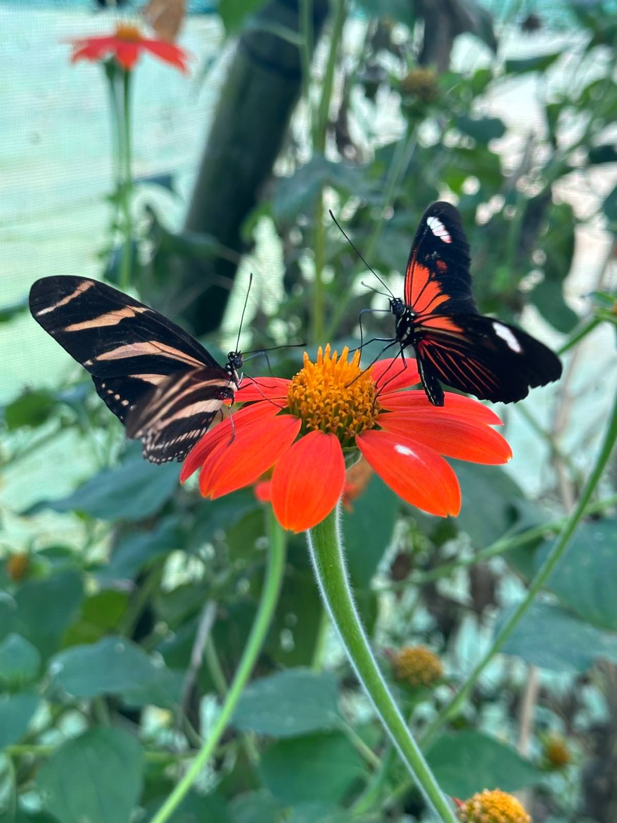 WhatsApp Image 2026 04 02 at 13.58.08 9