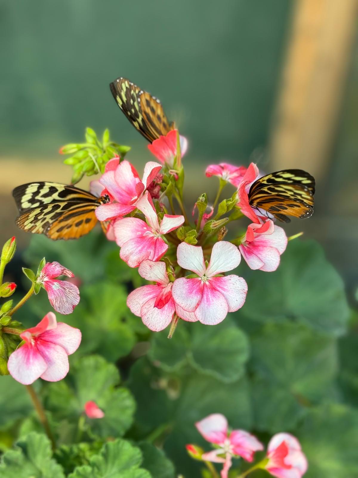 WhatsApp Image 2026 04 02 at 13.58.08