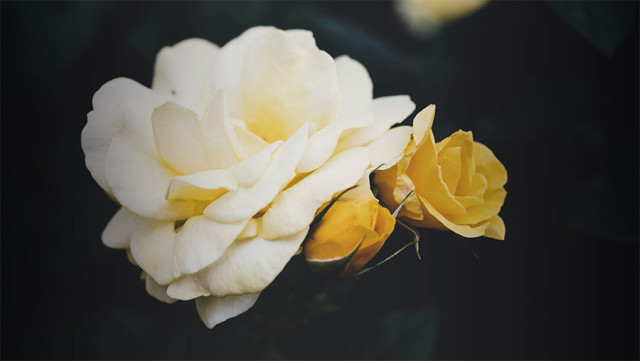 1GD Web Image About Explore the Garden