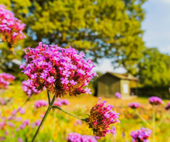 Biodynamic One Garden Brighton