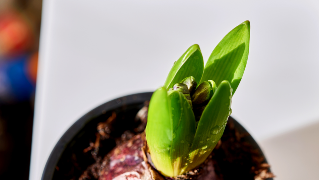 Bulb planting workshop 2