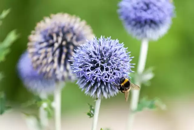 bee