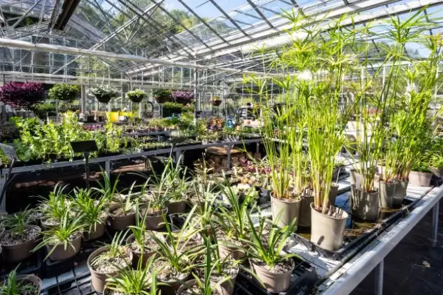 glasshouse